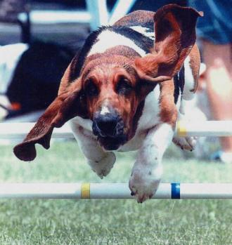We do agility