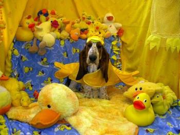 Jiggs the Duckman