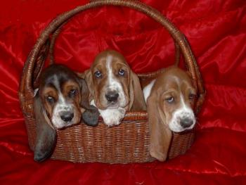 Basket Hounds