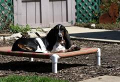 Pipe Beds for Dogs