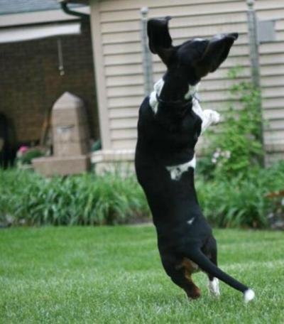 A leap for joy