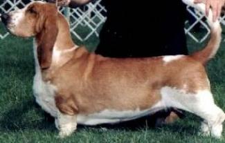 Pauli