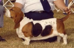 picture of dog