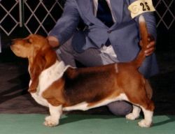 picture of dog