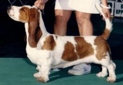 picture of dog