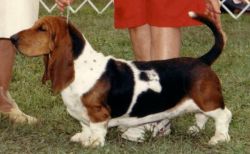 picture of dog