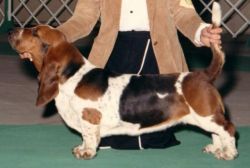 picture of dog