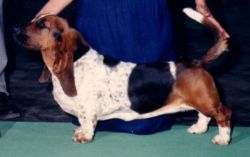 picture of dog