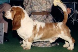 picture of dog