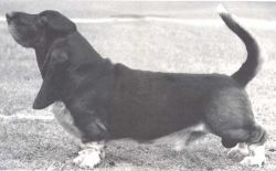picture of dog