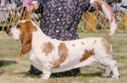 picture of dog
