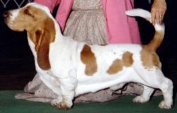 picture of dog