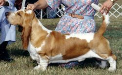 picture of dog