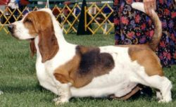 picture of dog