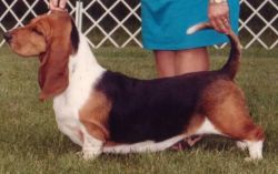 picture of dog