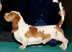 picture of dog