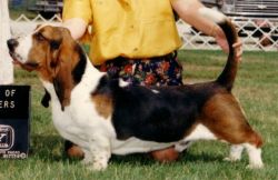 picture of dog