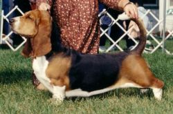picture of dog
