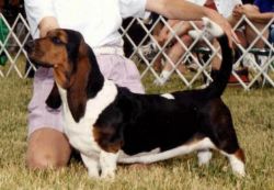 picture of dog