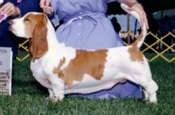 picture of dog