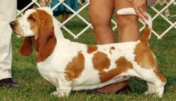 picture of dog
