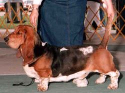 picture of dog