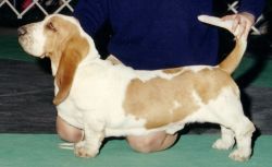 picture of dog