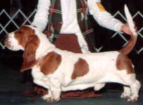 picture of dog