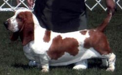 picture of dog