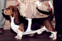 picture of dog