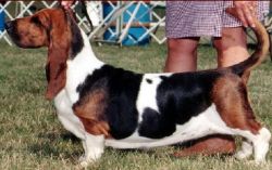 picture of dog