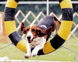 picture of dog