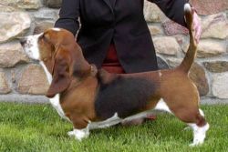 picture of dog