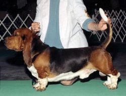 picture of dog