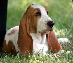picture of dog