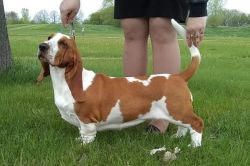 picture of dog
