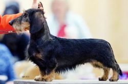 picture of dog