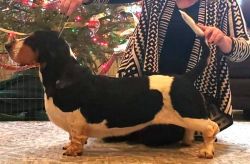 picture of dog