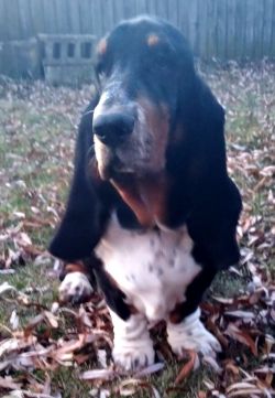 picture of dog