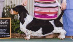 picture of dog