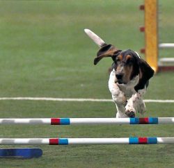 picture of dog