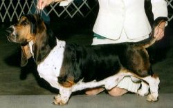 picture of dog