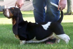 picture of dog
