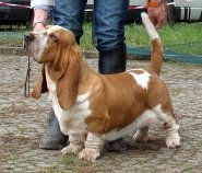 picture of dog