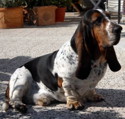 picture of dog