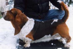 picture of dog