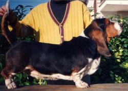 picture of dog