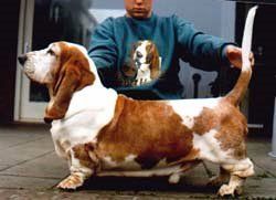 picture of dog