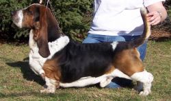 picture of dog