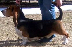 picture of dog